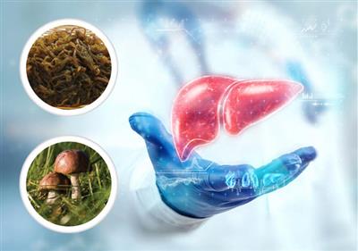 Fucoidan và công dụng hỗ trợ điều trị ung thư gan, dạ dày